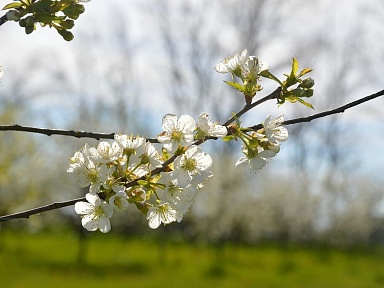 Co warto zrobić dla zdrowia w wiosnę?